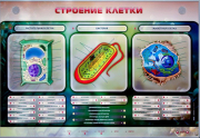 Стенды для кабинета биологии - «globural.ru» - Апрелевка