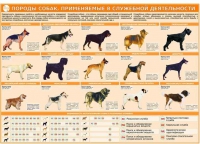 Комплект плакатов "Кинология" - «globural.ru» - Апрелевка
