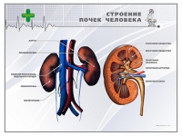 Стенд "Строение почки человека" - «globural.ru» - Апрелевка