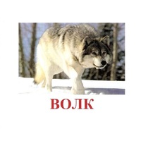 Карточки Домана "Дикие животные-1" - «globural.ru» - Апрелевка