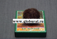 Сухой препарат "Еж морской" - «globural.ru» - Апрелевка