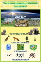 Стенд "Уровни организации живого" - «globural.ru» - Апрелевка