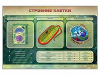 Электрифицированный стенд "Строение клетки" с маркерными полями - «globural.ru» - Апрелевка