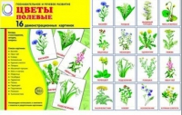 Демонстрационные карточки "Цветы полевые" - «globural.ru» - Апрелевка