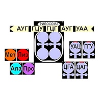 Модель-аппликация "Биосинтез белка" (ламинированная) - «globural.ru» - Апрелевка