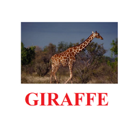 "Wild Animals-1" ("Дикие животные-1") английские карточки Домана - «globural.ru» - Апрелевка
