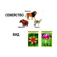 Модель-аппликация "Классификация растений и животных" (ламинированная) - «globural.ru» - Апрелевка