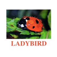 "Insects" ("Насекомые") английские карточки Домана - «globural.ru» - Апрелевка