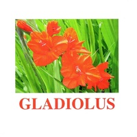 "Flowers-1" ("Цветы-1") английские карточки Домана - «globural.ru» - Апрелевка