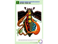 Рельефная таблица "Внутреннее строение жука" (формат А1, матовое ламинир.) - «globural.ru» - Апрелевка