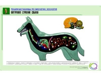 Рельефная таблица "Внутреннее строение собаки" (формат А1, матовое ламинир.) - «globural.ru» - Апрелевка