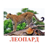Карточки Домана "Дикие животные-2" - «globural.ru» - Апрелевка
