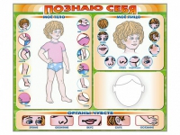 Стенд маркерный "Познаю себя" (тело, голова, органы чувств) - «globural.ru» - Апрелевка
