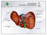 Стенд "Строение печени человека" - «globural.ru» - Апрелевка