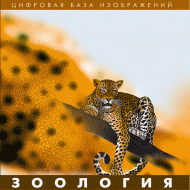 Зоология. (Цифровая база изображений) - «globural.ru» - Апрелевка
