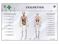 Электрифицированный стенд-тренажер "Скелетон" - «globural.ru» - Апрелевка