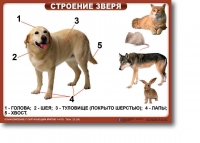 Ознакомление с окружающим миром. 1-4 класс. Комплект таблиц. Наглядные пособия для начальной школы, учебные пособия - «globural.ru» - Апрелевка