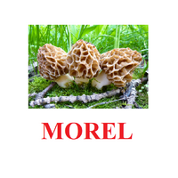 "Mushrooms" ("Грибы") английские карточки Домана - «globural.ru» - Апрелевка