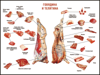 Правила разделки мясных туш "Говядина и телятина" 1000*1400 винил - «globural.ru» - Апрелевка