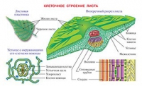 Плакаты и таблицы по биологии - «globural.ru» - Апрелевка