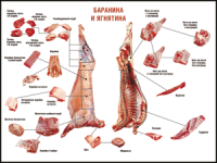 Правила разделки мясных туш "Баранина и ягнятина" 1000*1400 винил - «globural.ru» - Апрелевка