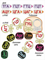 Модель-аппликация Биосинтез белка - «globural.ru» - Апрелевка