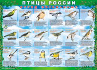 Таблица Птицы России из  4 листов в комплекте 1000*1400 винил	 - «globural.ru» - Апрелевка