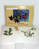 Гербарий Деревья и кустарники (20 видов) - «globural.ru» - Апрелевка