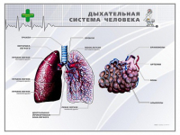 Стенд "Дыхательная система человека" - «globural.ru» - Апрелевка