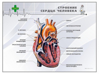 Стенд "Строение сердца человека" - «globural.ru» - Апрелевка