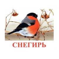 Карточки Домана "Птицы-1" - «globural.ru» - Апрелевка