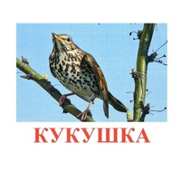 Карточки Домана "Птицы-3" - «globural.ru» - Апрелевка