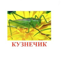 Карточки Домана "Насекомые" - «globural.ru» - Апрелевка