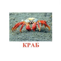 Карточки Домана "Подводный мир" - «globural.ru» - Апрелевка