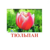 Карточки Домана "Цветы-1" - «globural.ru» - Апрелевка