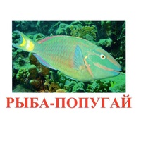 Карточки Домана "Рыбы" - «globural.ru» - Апрелевка