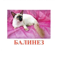 Карточки Домана "Породы кошек" - «globural.ru» - Апрелевка