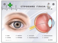 Интерактивный стенд "Строение глаза" - «globural.ru» - Апрелевка