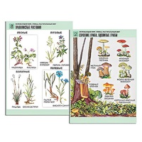 Комплект таблиц для начальной школы "Окружающий мир. Грибы. Растительный мир" - «globural.ru» - Апрелевка