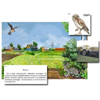 Магнитный плакат-аппликация "Поле: биоразнообразие и взаимосвязи в сообществе" - «globural.ru» - Апрелевка