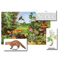Магнитный плакат-аппликация "Лес: биоразнообразие и взаимосвязи в сообществе" - «globural.ru» - Апрелевка