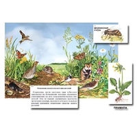 Магнитный плакат-аппликация "Луг: биоразнообразие и взаимосвязи в сообществе" - «globural.ru» - Апрелевка