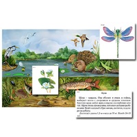 Магнитный плакат-аппликация "Водоем: биоразнообразие и взаимосвязи в сообществе" - «globural.ru» - Апрелевка