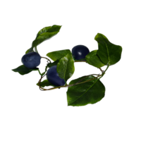 Ветка муляжей "Слива" - «globural.ru» - Апрелевка