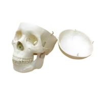 Модель "Череп человека" - «globural.ru» - Апрелевка