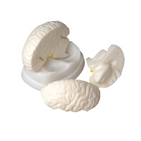 Модель мозга в разрезе - «globural.ru» - Апрелевка