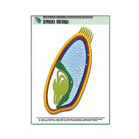 Рельефная таблица "Зерновка пшеницы" (формат А1, матовое ламинир.) - «globural.ru» - Апрелевка