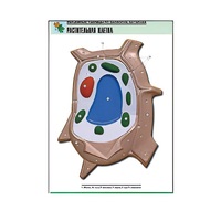 Рельефная таблица "Растительная клетка" (формат А1, матовое ламинир.) - «globural.ru» - Апрелевка