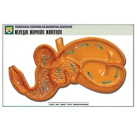 Рельефная таблица "Желудок жвачного животного" (формат А1, матовое ламинир.) - «globural.ru» - Апрелевка