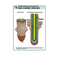 Рельефная таблица "Внешнее и внутреннее строение корня" (формат А1, матовое ламинир.) - «globural.ru» - Апрелевка